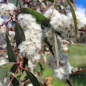 Eucalyptus dives at QPRC LGA - 22 Oct 2021 02:46 PM