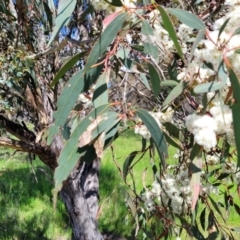 Eucalyptus dives at QPRC LGA - 22 Oct 2021 02:46 PM