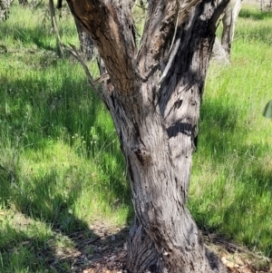 Eucalyptus dives at QPRC LGA - 22 Oct 2021 02:46 PM