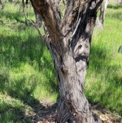 Eucalyptus dives at Bungendore, NSW - 22 Oct 2021