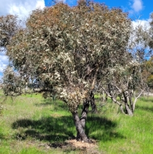 Eucalyptus dives at QPRC LGA - 22 Oct 2021 02:46 PM