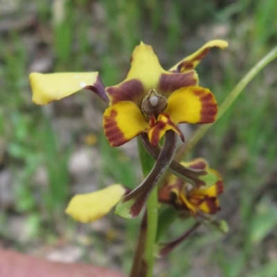 Diuris pardina (Leopard Doubletail) at Hall, ACT - 22 Oct 2021 by Christine