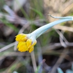 Chrysocephalum apiculatum (Common Everlasting) at Bungendore, NSW - 22 Oct 2021 by trevorpreston