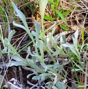 Chrysocephalum apiculatum at Bungendore, NSW - 22 Oct 2021