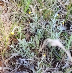 Chrysocephalum apiculatum at Bungendore, NSW - 22 Oct 2021
