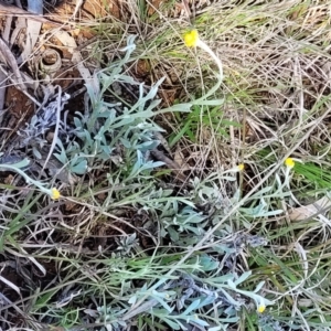 Chrysocephalum apiculatum at Bungendore, NSW - 22 Oct 2021