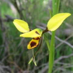 Diuris sulphurea (Tiger Orchid) at Hall, ACT - 22 Oct 2021 by Christine