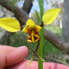 Diuris sulphurea at Hall, ACT - 22 Oct 2021