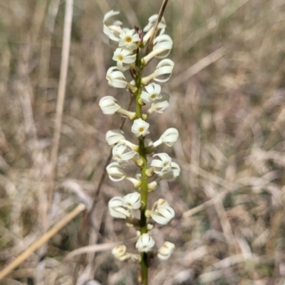 Stackhousia monogyna (Creamy Candles) at Bungendore, NSW - 22 Oct 2021 by trevorpreston