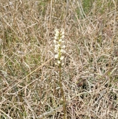 Stackhousia monogyna at Bungendore, NSW - 22 Oct 2021 02:43 PM