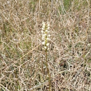 Stackhousia monogyna at Bungendore, NSW - 22 Oct 2021