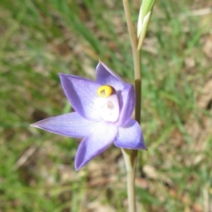 Thelymitra sp. (pauciflora complex) (Sun Orchid) at Hall, ACT - 22 Oct 2021 by Christine