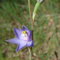 Thelymitra sp. (pauciflora complex) at Hall, ACT - 22 Oct 2021