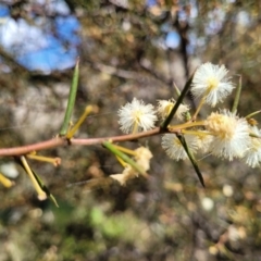 Acacia genistifolia (Early Wattle) at Bungendore, NSW - 22 Oct 2021 by trevorpreston