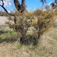 Acacia genistifolia at Bungendore, NSW - 22 Oct 2021