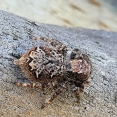 Servaea sp. (genus) (Unidentified Servaea jumping spider) at Bungendore, NSW - 22 Oct 2021 by trevorpreston