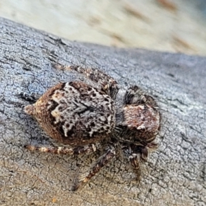 Servaea sp. (genus) at Bungendore, NSW - 22 Oct 2021