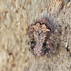 Servaea sp. (genus) at Bungendore, NSW - 22 Oct 2021