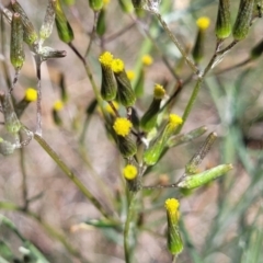 Senecio quadridentatus (Cotton Fireweed) at Bungendore, NSW - 22 Oct 2021 by tpreston