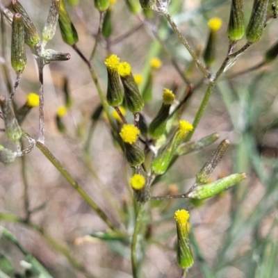 Senecio quadridentatus (Cotton Fireweed) at Bungendore, NSW - 22 Oct 2021 by tpreston