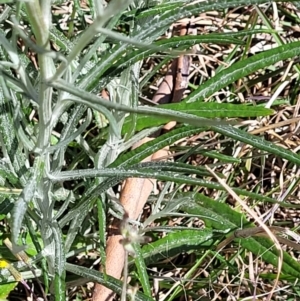 Senecio quadridentatus at Bungendore, NSW - 22 Oct 2021