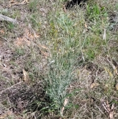 Senecio quadridentatus at Bungendore, NSW - 22 Oct 2021