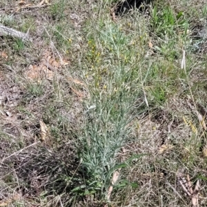 Senecio quadridentatus at Bungendore, NSW - 22 Oct 2021