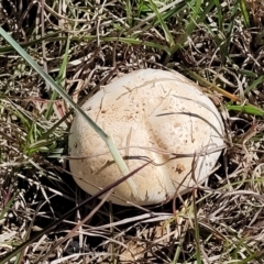 Agaricus sp. (Agaricus) at Bungendore, NSW - 22 Oct 2021 by trevorpreston