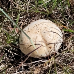 Agaricus sp. (Agaricus) at Bungendore, NSW - 22 Oct 2021 by tpreston