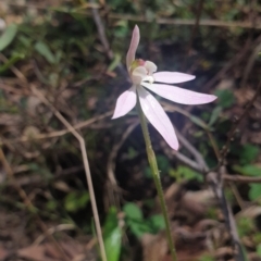 Caladenia carnea (Pink fingers) at Paddys River, ACT - 22 Oct 2021 by Rebeccajgee