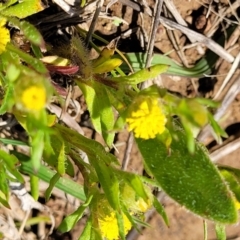 Triptilodiscus pygmaeus (Annual Daisy) at Bungendore, NSW - 22 Oct 2021 by tpreston