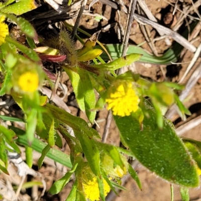 Triptilodiscus pygmaeus (Annual Daisy) at Bungendore, NSW - 22 Oct 2021 by trevorpreston