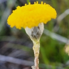 Leptorhynchos squamatus subsp. squamatus (Scaly Buttons) at Gidleigh TSR - 22 Oct 2021 by tpreston