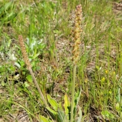 Plantago varia (Native Plaintain) at Bungendore, NSW - 22 Oct 2021 by trevorpreston