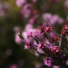 Kunzea parvifolia (Violet Kunzea) at Tralee, NSW - 21 Oct 2021 by MB