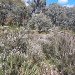 Kunzea parvifolia at Tralee, NSW - 22 Oct 2021 10:35 AM