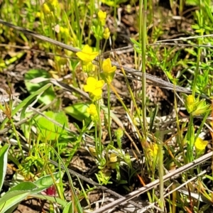 Cicendia quadrangularis at Bungendore, NSW - 22 Oct 2021