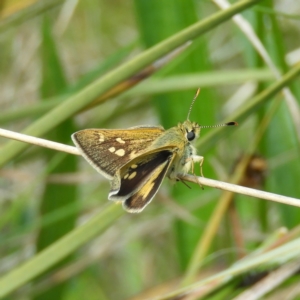 Trapezites luteus at Kambah, ACT - 22 Oct 2021 01:13 PM