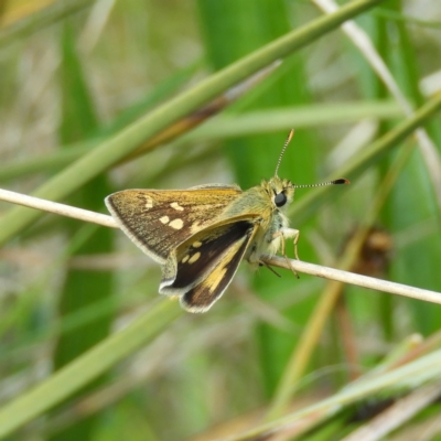 Trapezites luteus (Yellow Ochre, Rare White-spot Skipper) at Mount Taylor - 22 Oct 2021 by MatthewFrawley