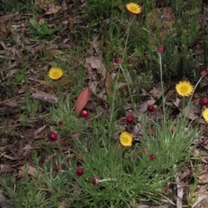 Leucochrysum albicans subsp. albicans at Bruce, ACT - 16 Oct 2021