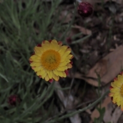 Leucochrysum albicans subsp. albicans at Bruce, ACT - 16 Oct 2021 12:20 PM