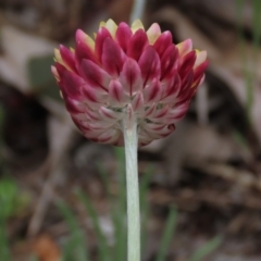 Leucochrysum albicans subsp. albicans at Bruce, ACT - 16 Oct 2021 12:20 PM