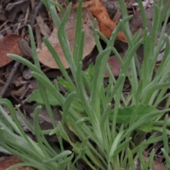 Leucochrysum albicans subsp. albicans at Bruce, ACT - 16 Oct 2021 12:20 PM