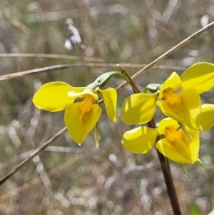 Diuris amabilis at Bungendore, NSW - suppressed