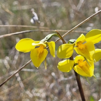 Diuris amabilis (Large Golden Moth) at Bungendore, NSW - 22 Oct 2021 by trevorpreston