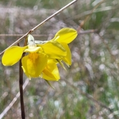 Diuris amabilis at Bungendore, NSW - suppressed