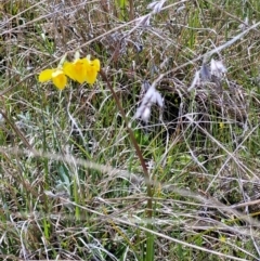 Diuris amabilis at Bungendore, NSW - suppressed