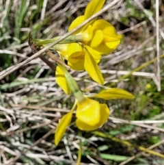 Diuris amabilis at Bungendore, NSW - suppressed