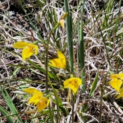 Diuris amabilis (Large Golden Moth) at Bungendore, NSW - 22 Oct 2021 by trevorpreston