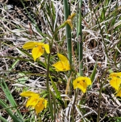 Diuris amabilis at Bungendore, NSW - 22 Oct 2021